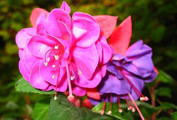 Fuchsia flowers