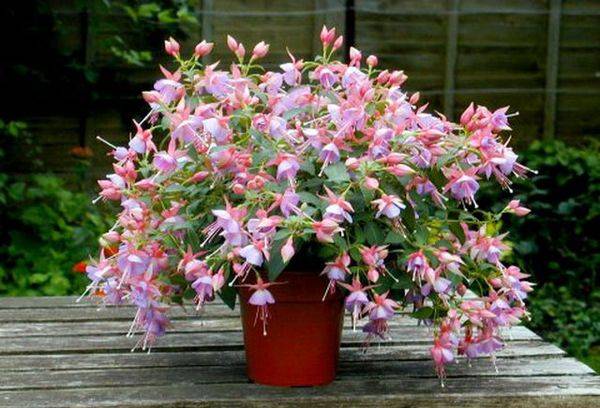 Amp fuchsia cultivation: