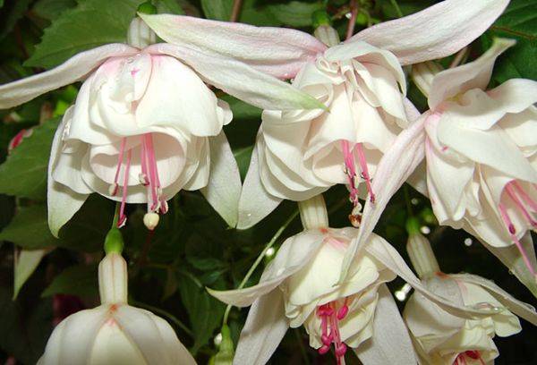 Fuchsia Annabel