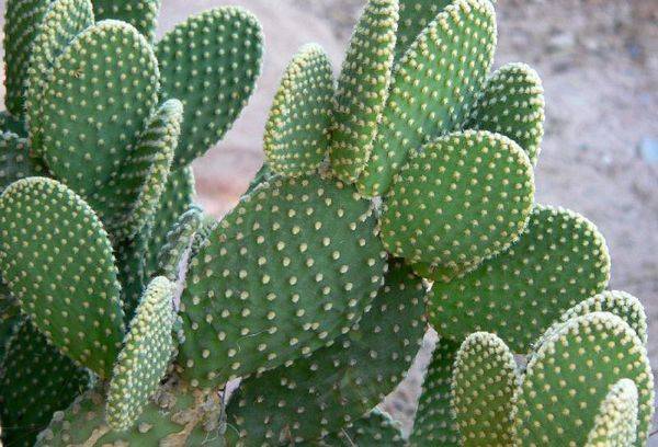 Opuntia