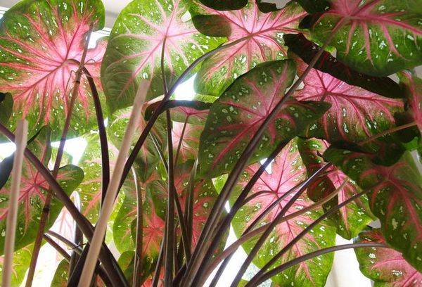 Caladium Bicolor