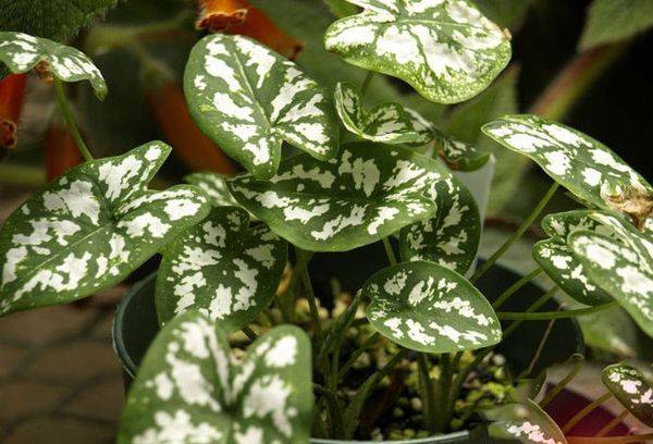 Caladium Humboldt