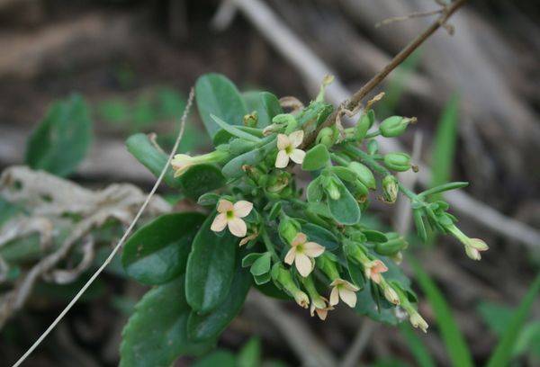 Kalanchoe crenata