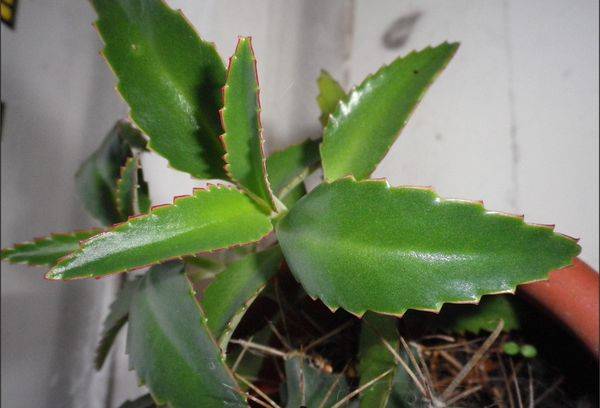 Kalanchoe