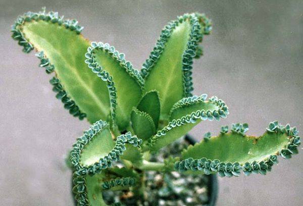 Cirrus Kalanchoe