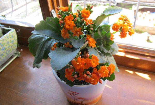 Terry Kalanchoe