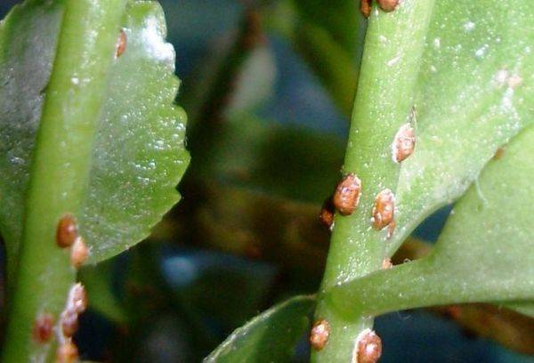 Morbo di Kalanchoe