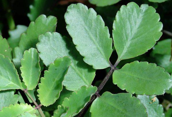 Cirrus Kalanchoe