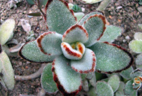 Kalanchoe sentì