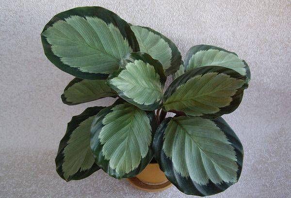 Calathea arbustiva