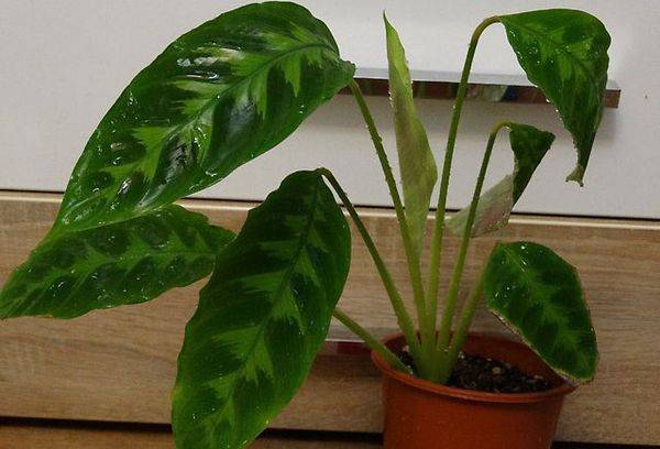 Calathea Varshevich