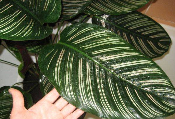 Calathea Decorato