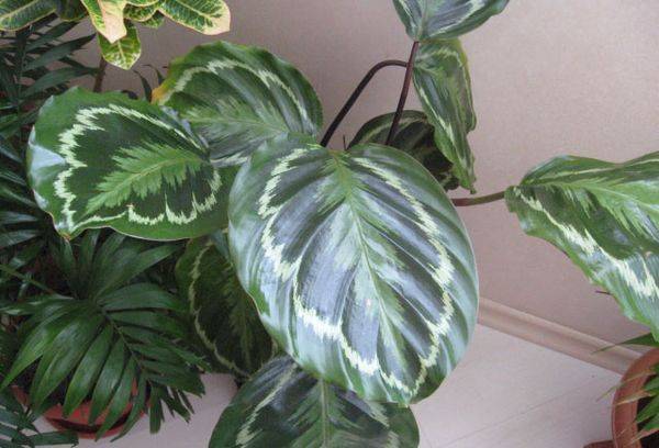 Foglie Di Calathea