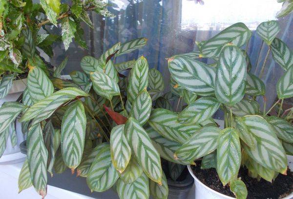 Calathea Bachem