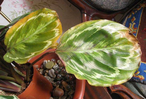 Malattie e parassiti del fiore di calathea