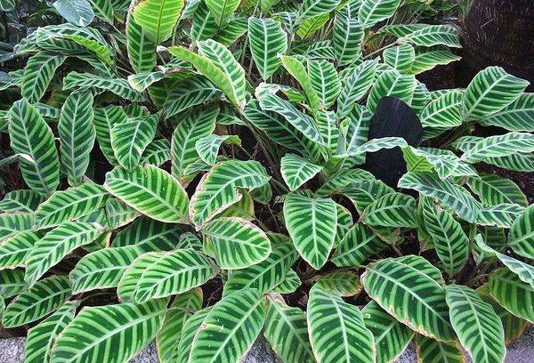 Leopardo di Calathea