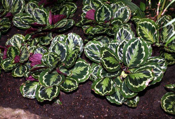 Medaglione di Calathea