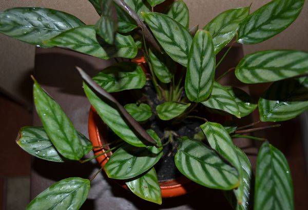 Calathea Litze