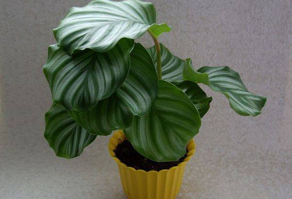 Calathea Orbifolia