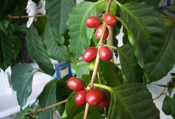 Albero di caffè arabo