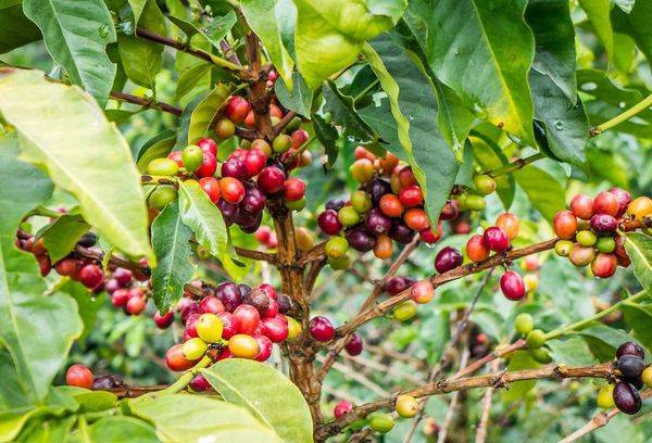 Frutto dell'albero del caffè