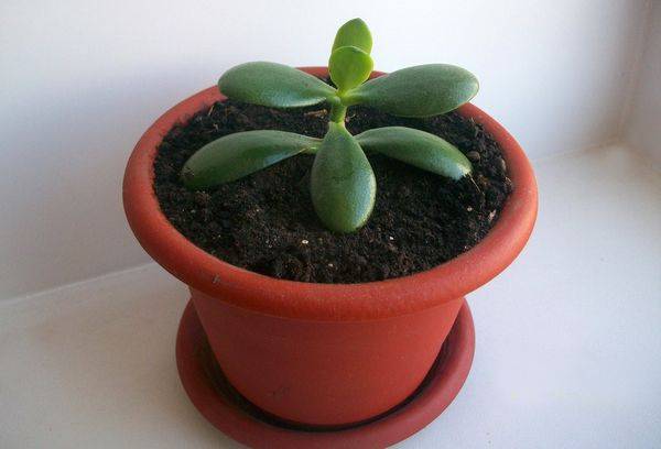 Germoglio Crassula In Vaso