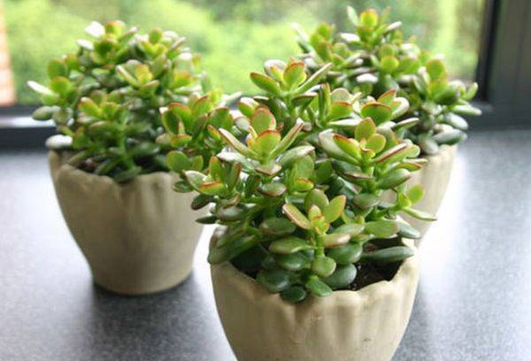 Crassula Minor