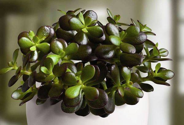 Albero di Crassula ovale o Ovata