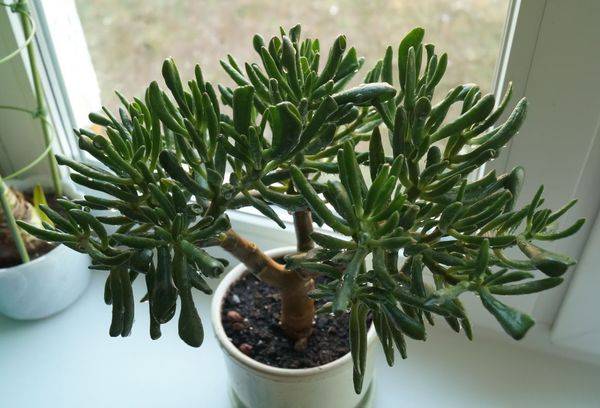 Crassula The Hobbit