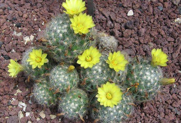 Mammillaria Baum