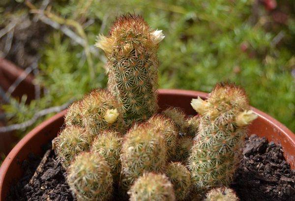 Mammillaria allungata