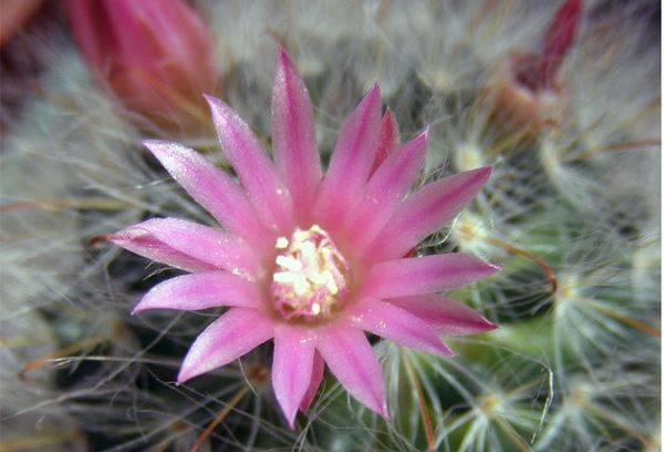 Fotografia Stock Mammillaria bokasana