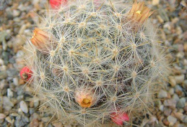 Proliferatore di mammillaria