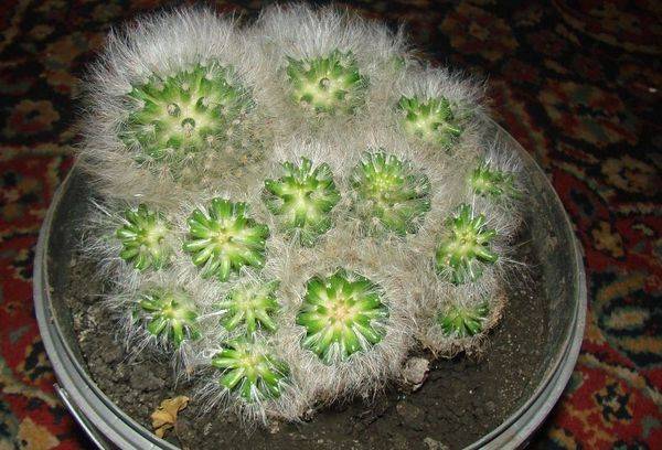 Mammillaria bokasskaya