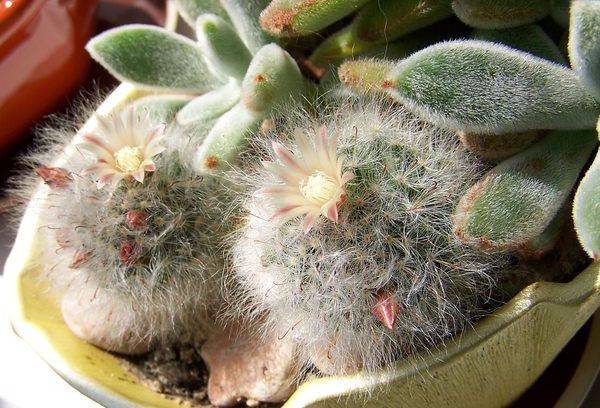 Malattia Di Mammillaria