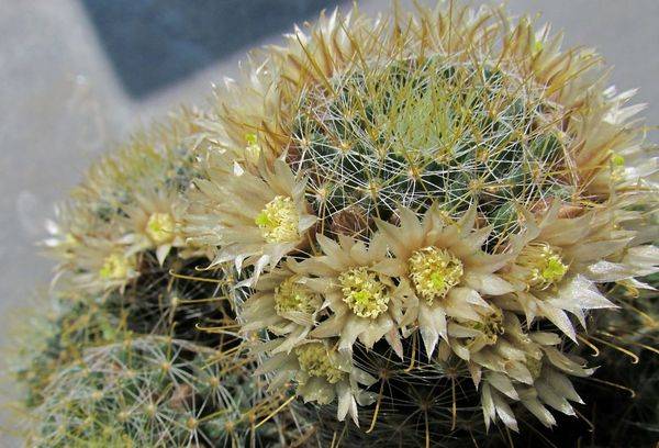 Mammillaria selvaggia