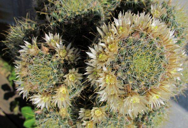 Mammillaria selvaggia