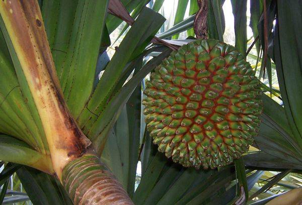 Pandanus Utile