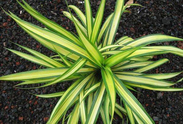 Pandanus Sandera