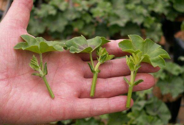 Talee di Pelargonium