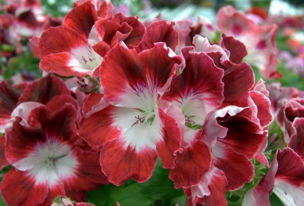 Pelargonium regal