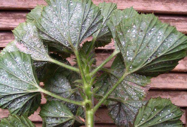 Pelargonium malato