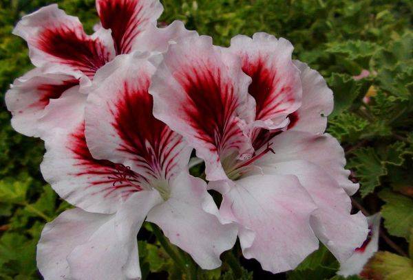 Pelargonium Nellie