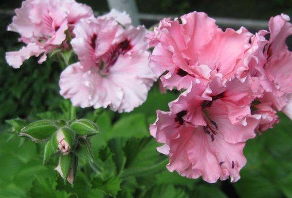 Pelargonium Carisbrooke