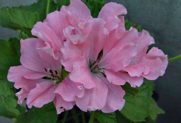 Pelargonium Pink Mikado