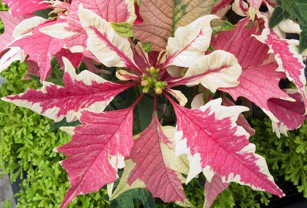 Poinsettia Fragola e Crema