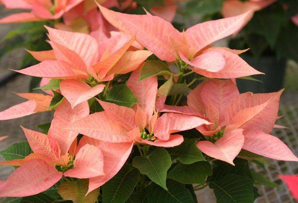 Poinsettia Cortez Pink