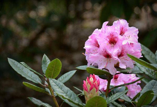 rododendro