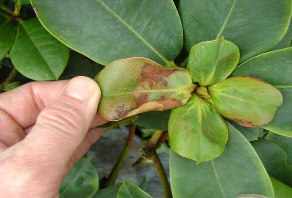 Malattia Di Rododendro