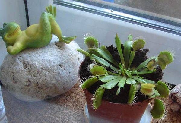 Venus flytrap su un davanzale